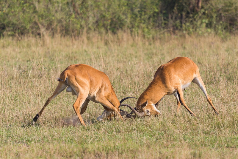 37 Oeganda, Queen Elizabeth NP, oegandese kob.jpg